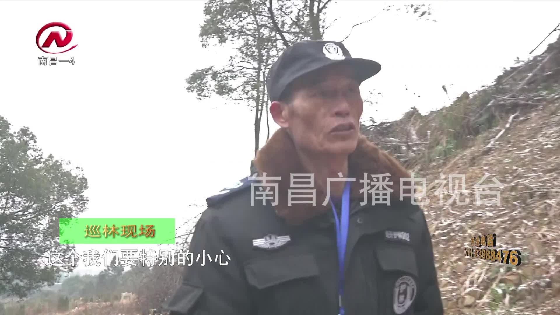 【豫章农视】汪峥嵘：青岚林区“守绿人”