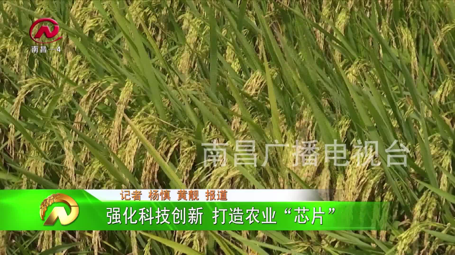 【豫章农视】强化科技创新  打造农业“芯片”