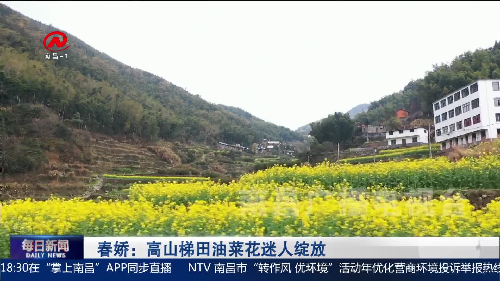 春娇：高山梯田油菜花迷人绽放