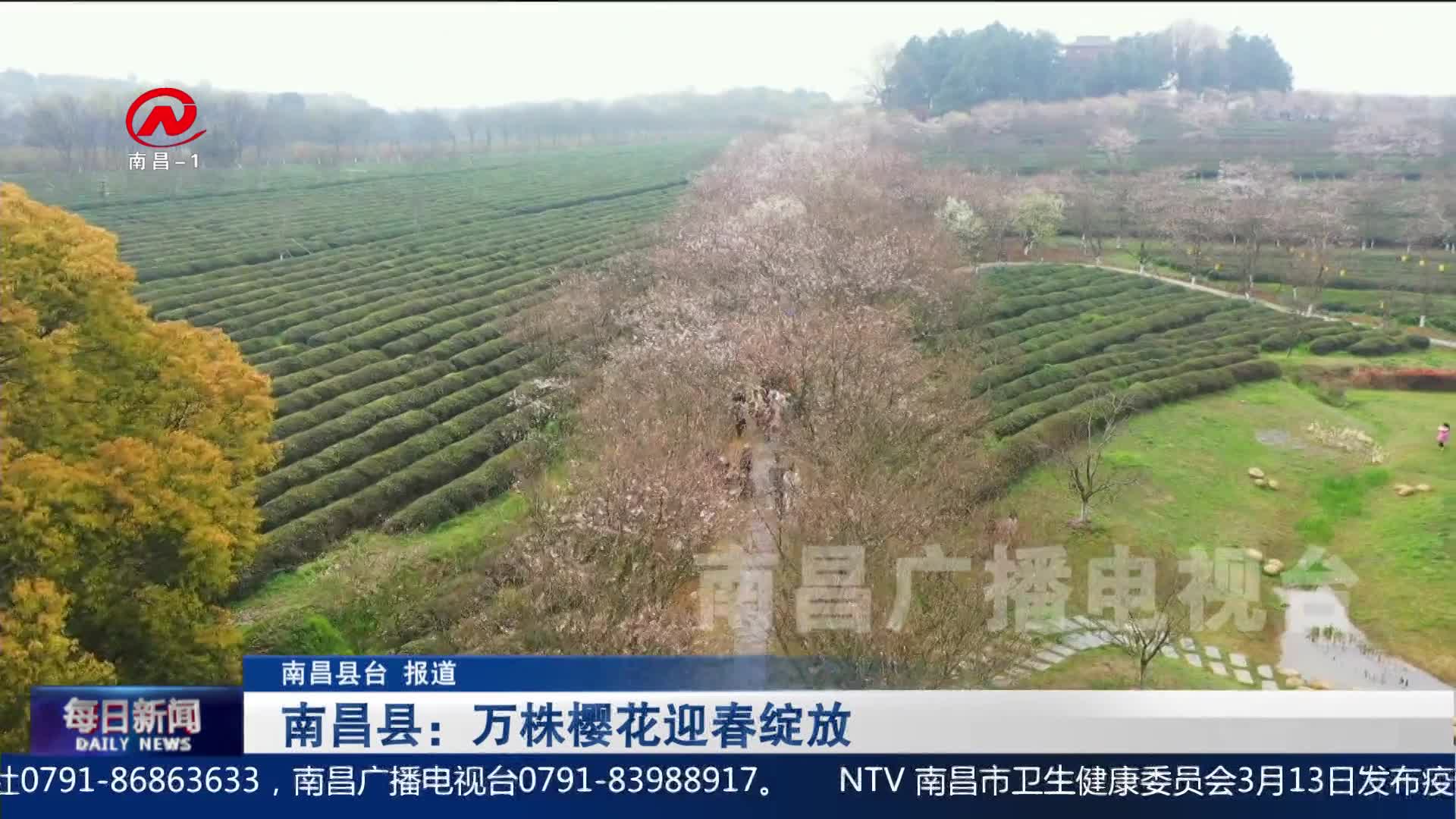 南昌县：万株樱花迎春绽放