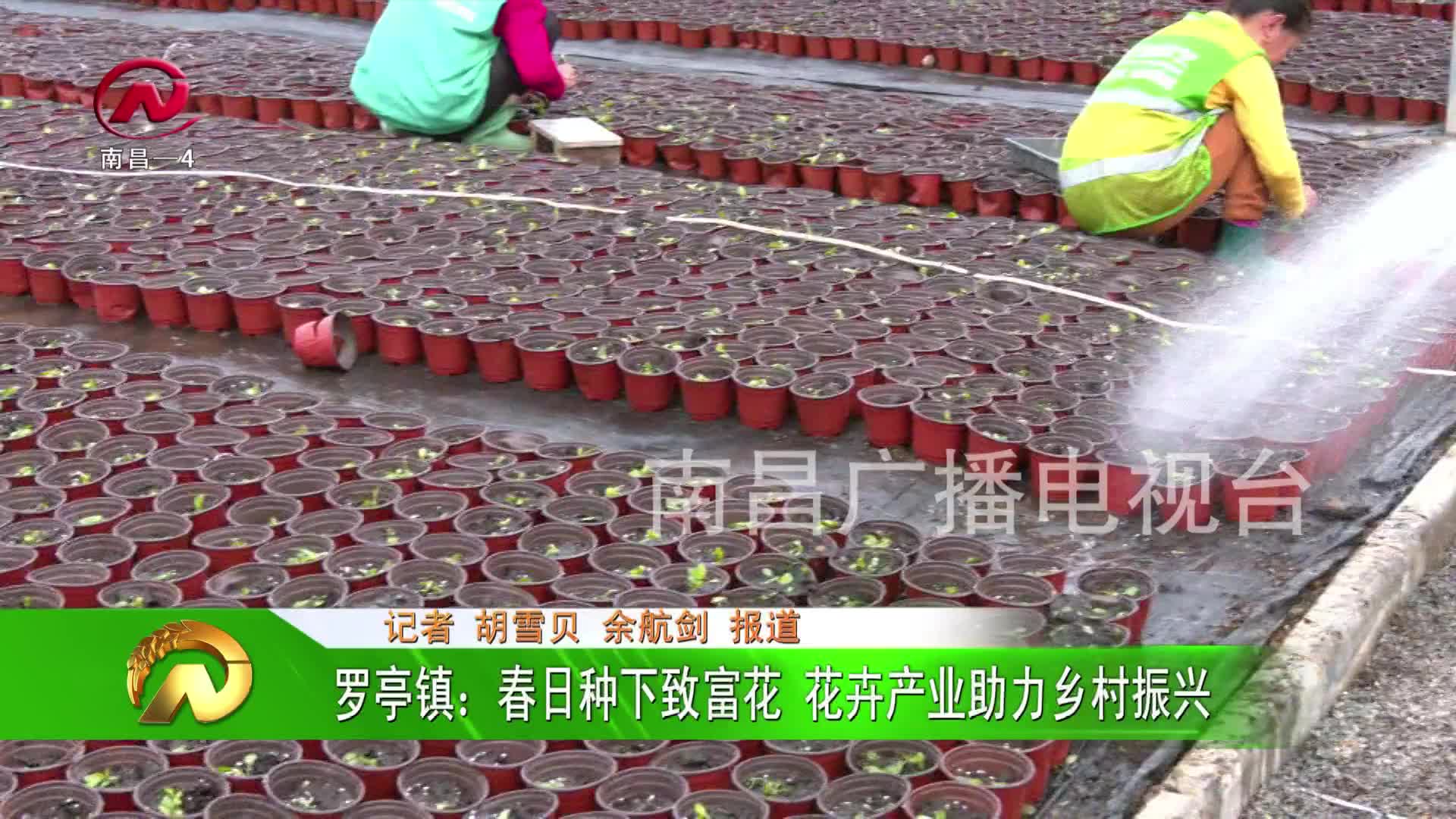【豫章农视】罗亭镇：春日种下致富花 花卉产业助力乡村振兴
