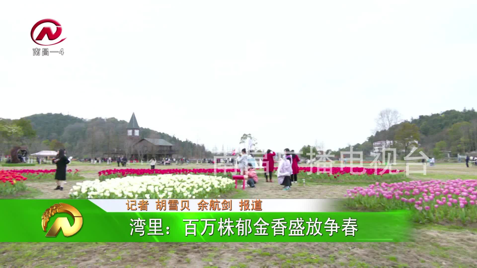 【豫章农视】湾里：百万株郁金香盛放争春