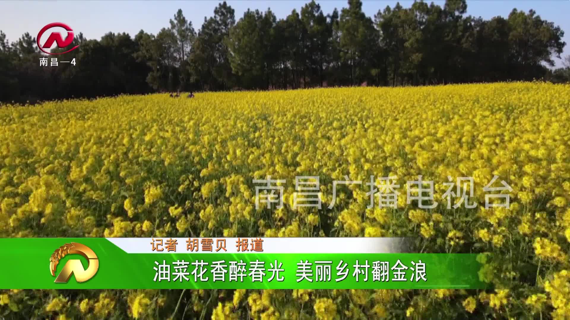【豫章农视】油菜花香醉春光 美丽乡村翻金浪