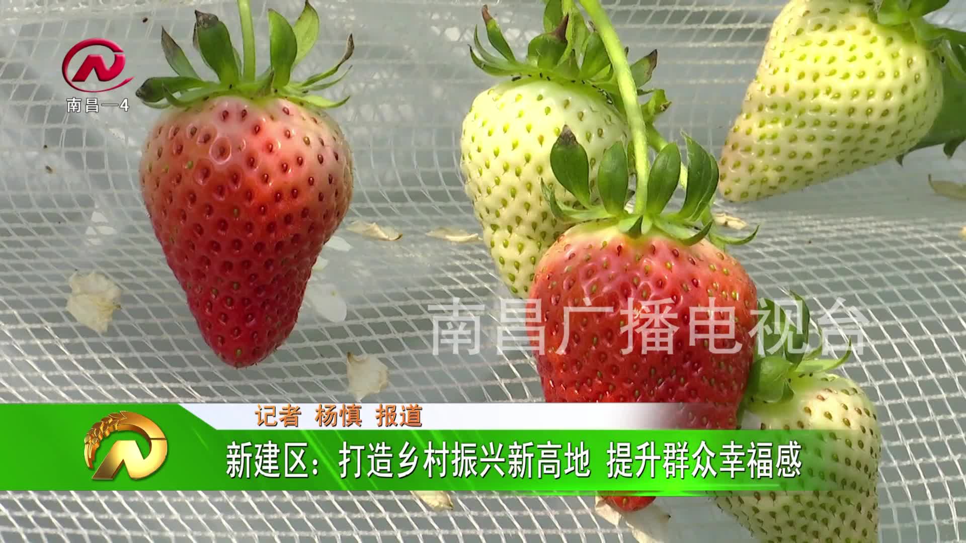 【豫章农视】新建区：打造乡村振兴新高地 提升群众幸福感