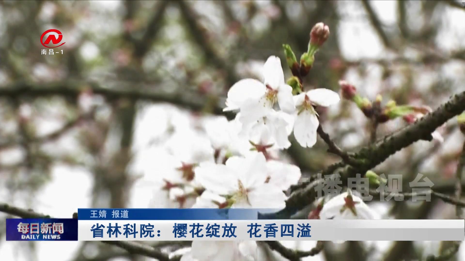 省林科院：樱花绽放 花香四溢