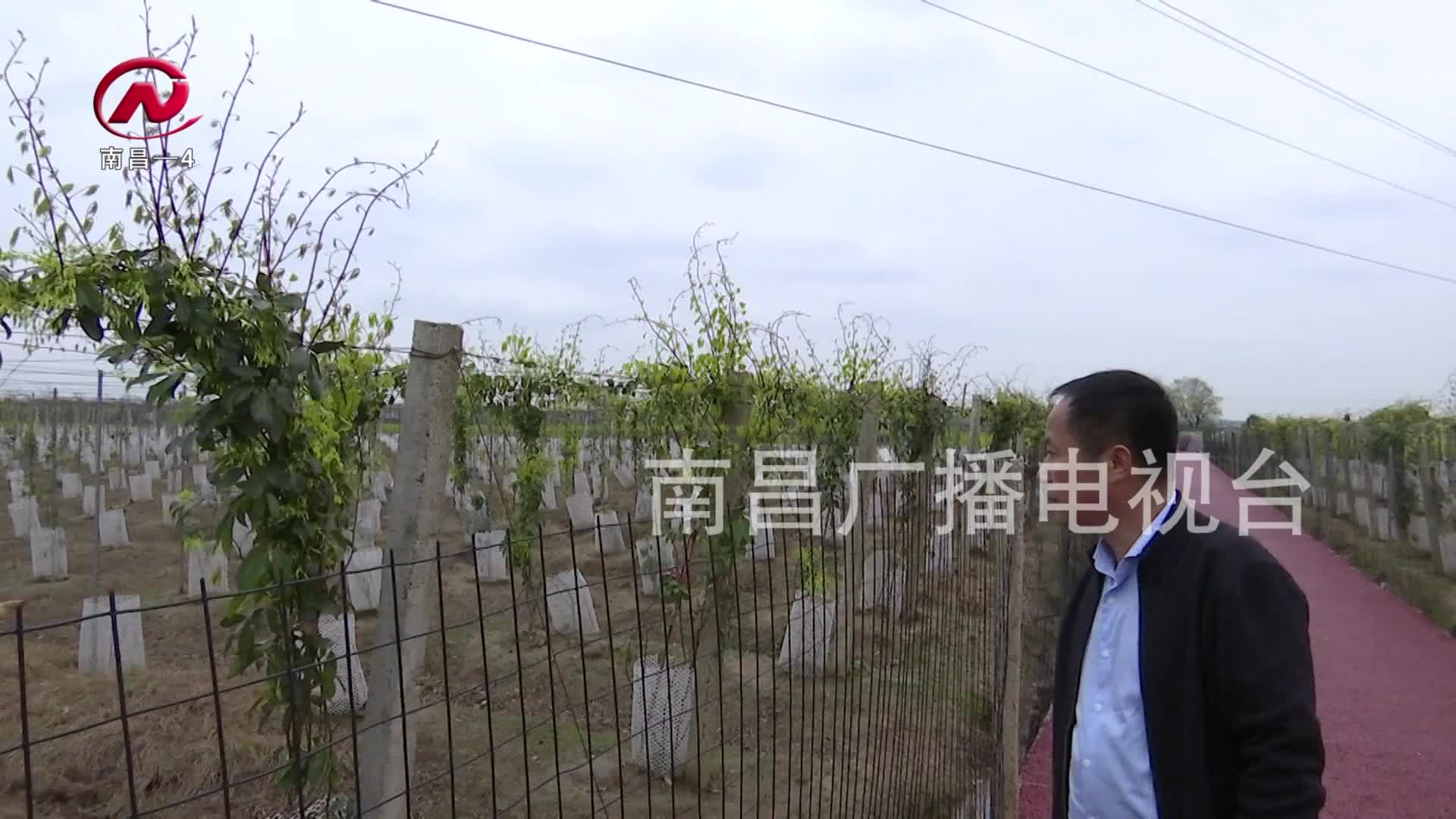 【豫章农视】“水乡昌邑”走出乡村振兴新步伐