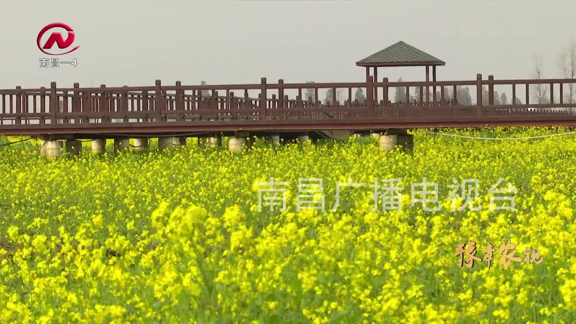 【豫章农视】蓝筹颐荷园：千亩油菜花竞相绽放 汇成金色花海