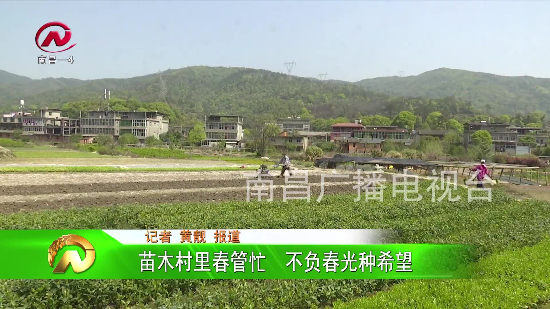 【豫章农视】苗木村里春管忙  不负春光种希望