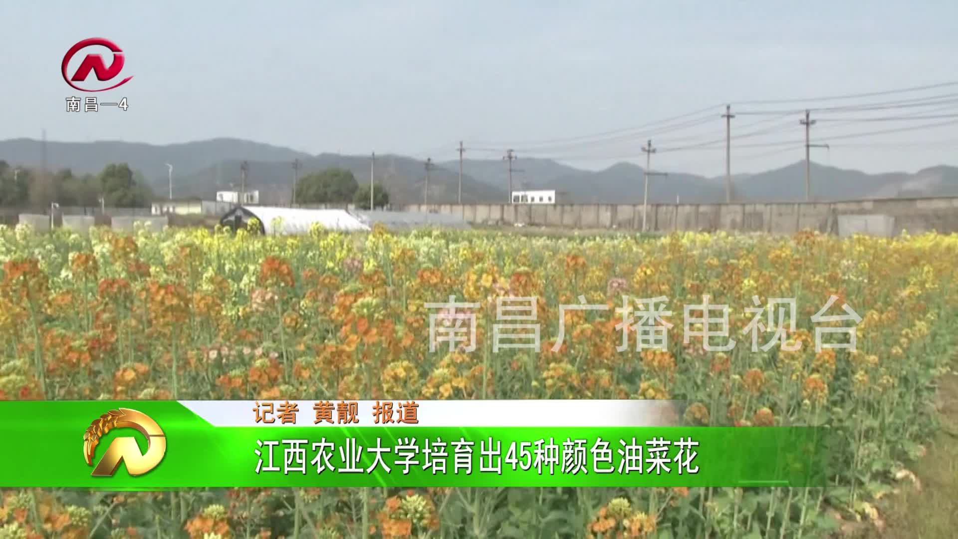 【豫章农视】江西农业大学培育出45种颜色油菜花