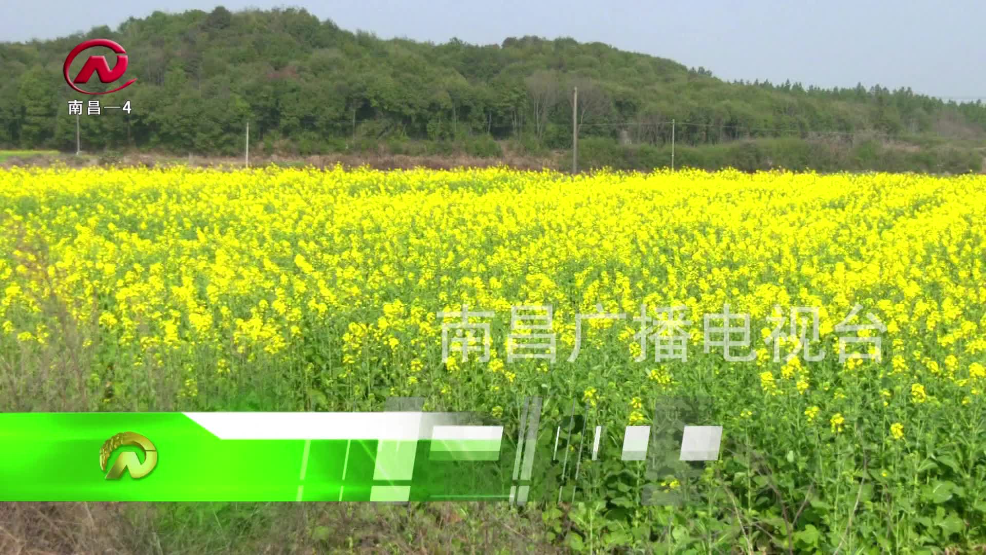 【豫章农视】“稻油”轮作双倍加持 冬闲田“变身”增收田