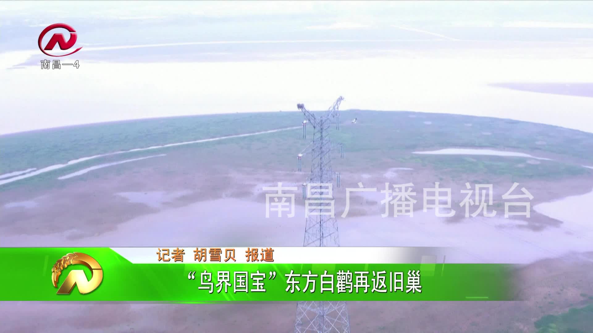 【豫章农视】“鸟界国宝”东方白鹳再返旧巢