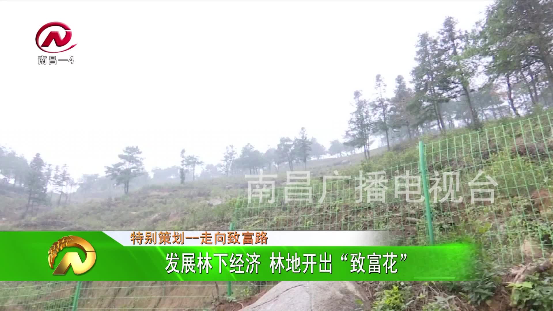 【豫章农视】发展林下经济 林地开出“致富花”