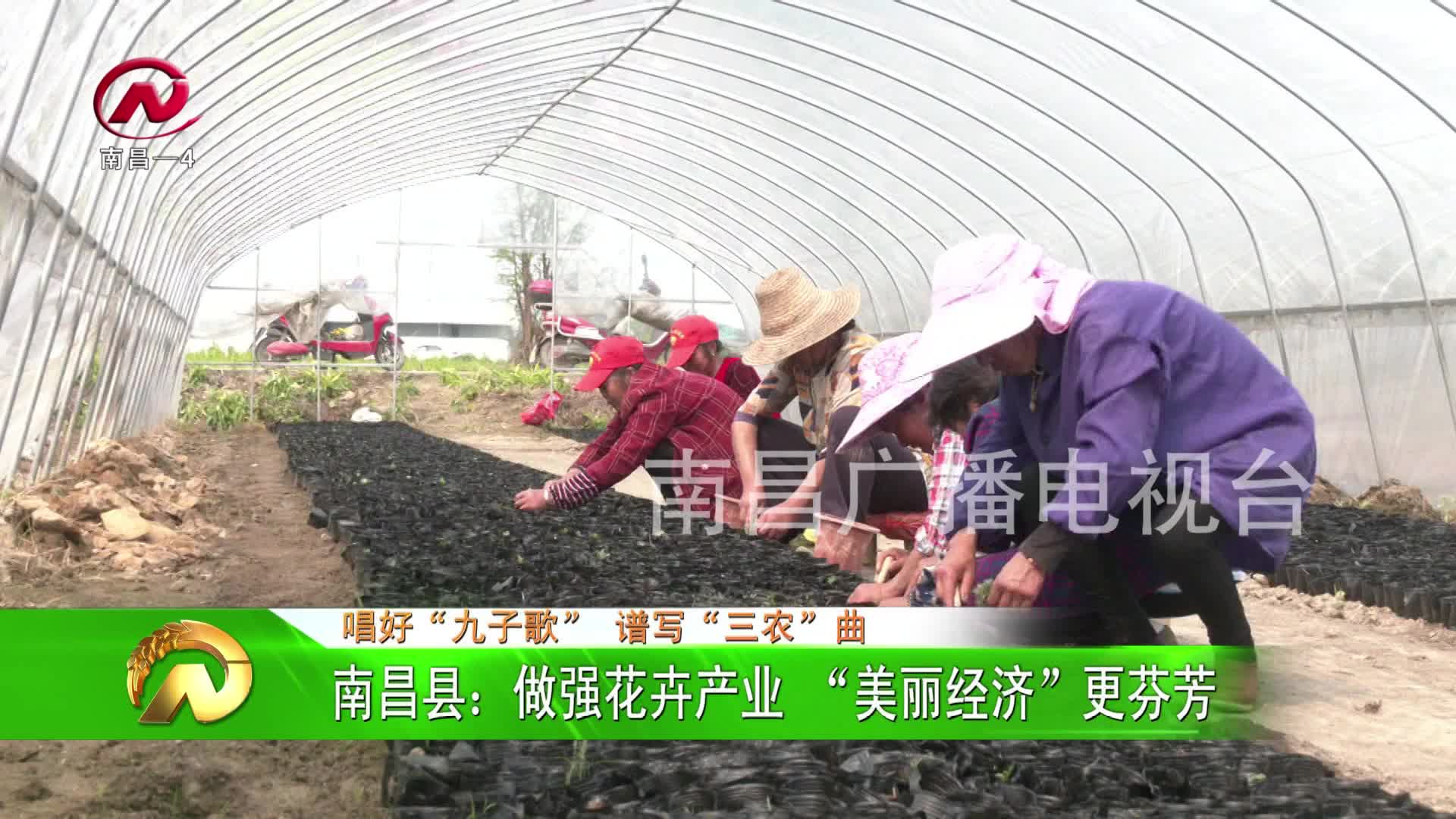 【豫章农视】南昌县：做强花卉产业 “美丽经济”更芬芳