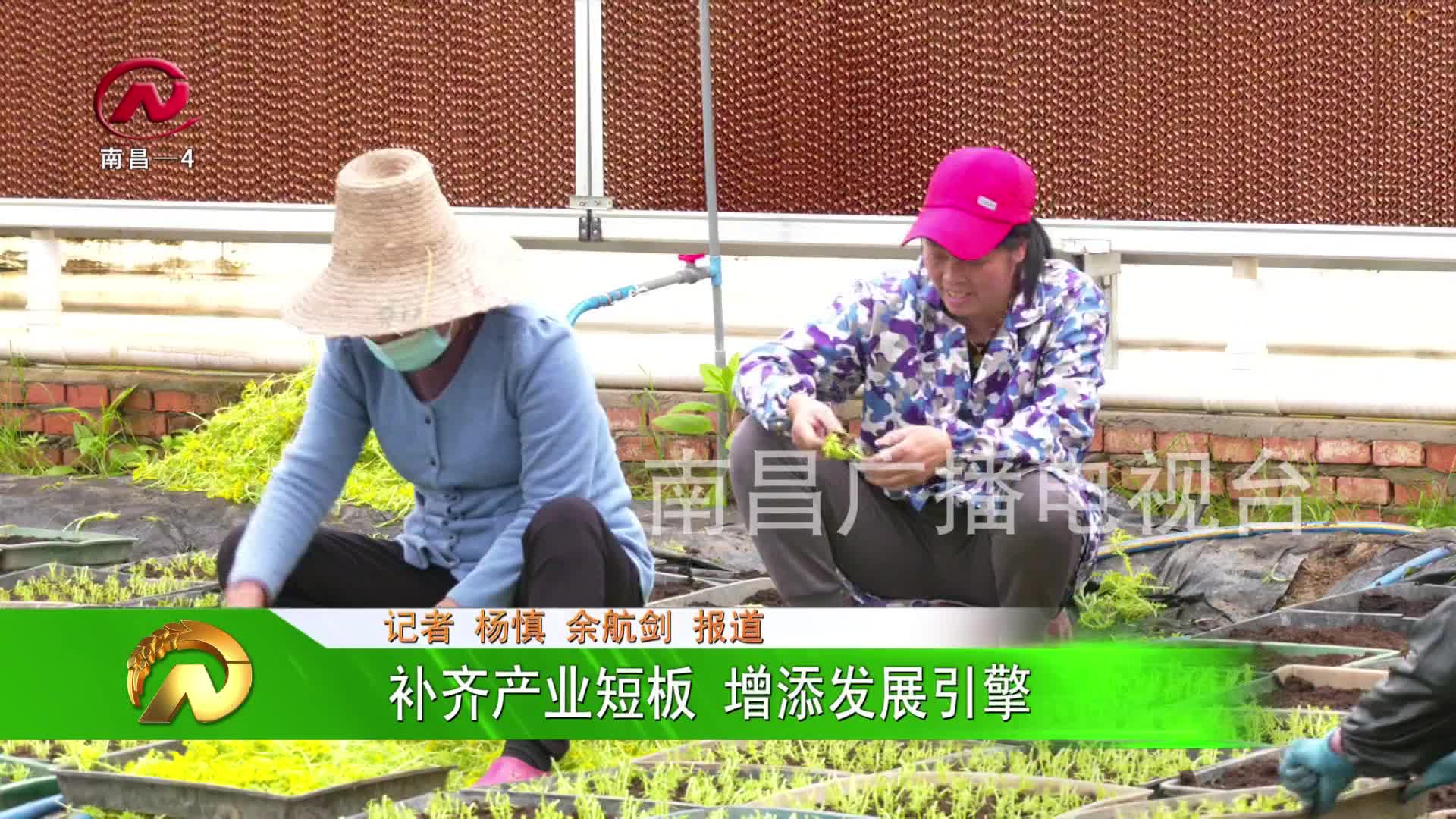 【豫章农视】补齐产业短板 增添发展引擎