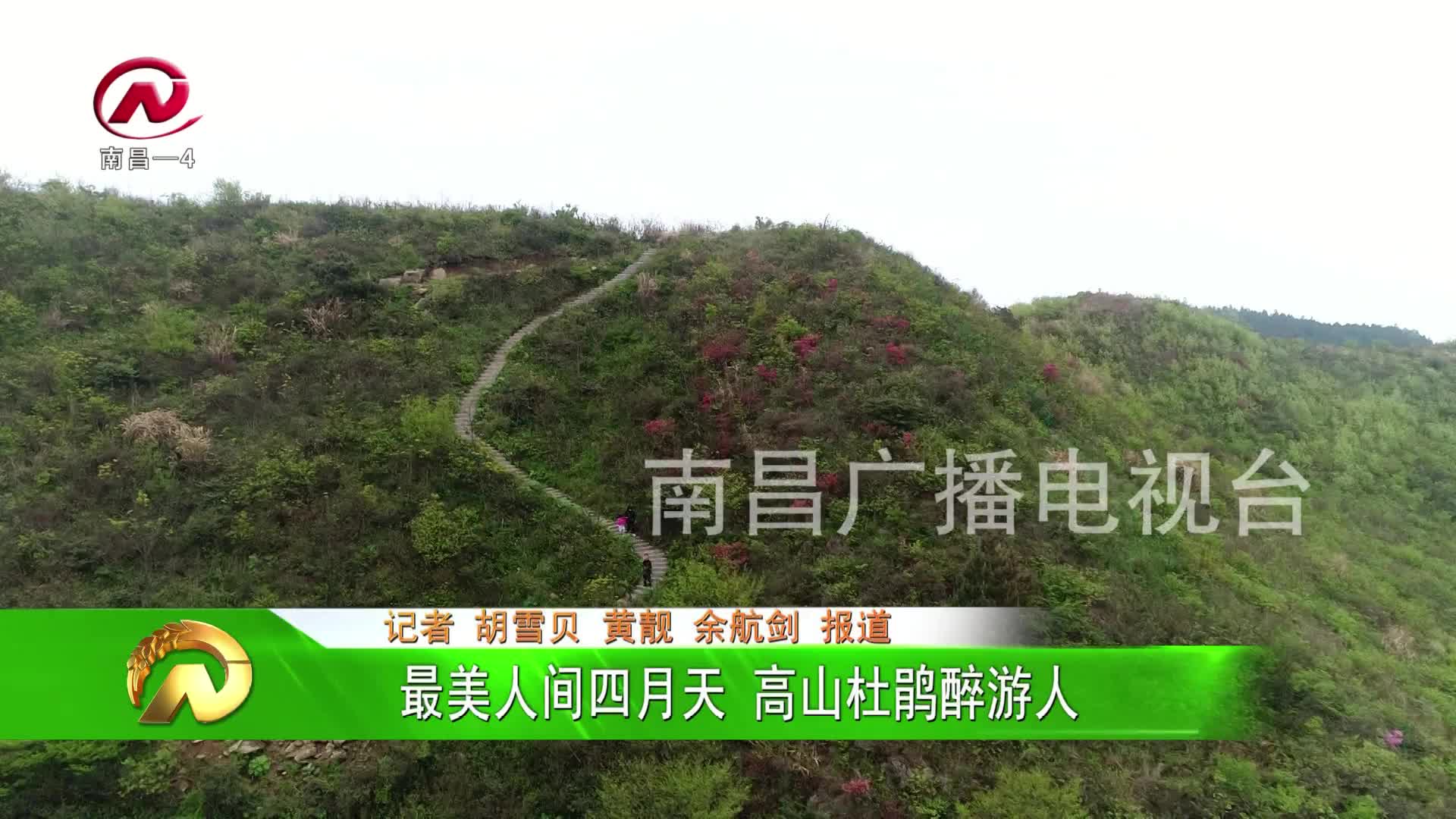 【豫章农视】最美人间四月天 高山杜鹃醉游人