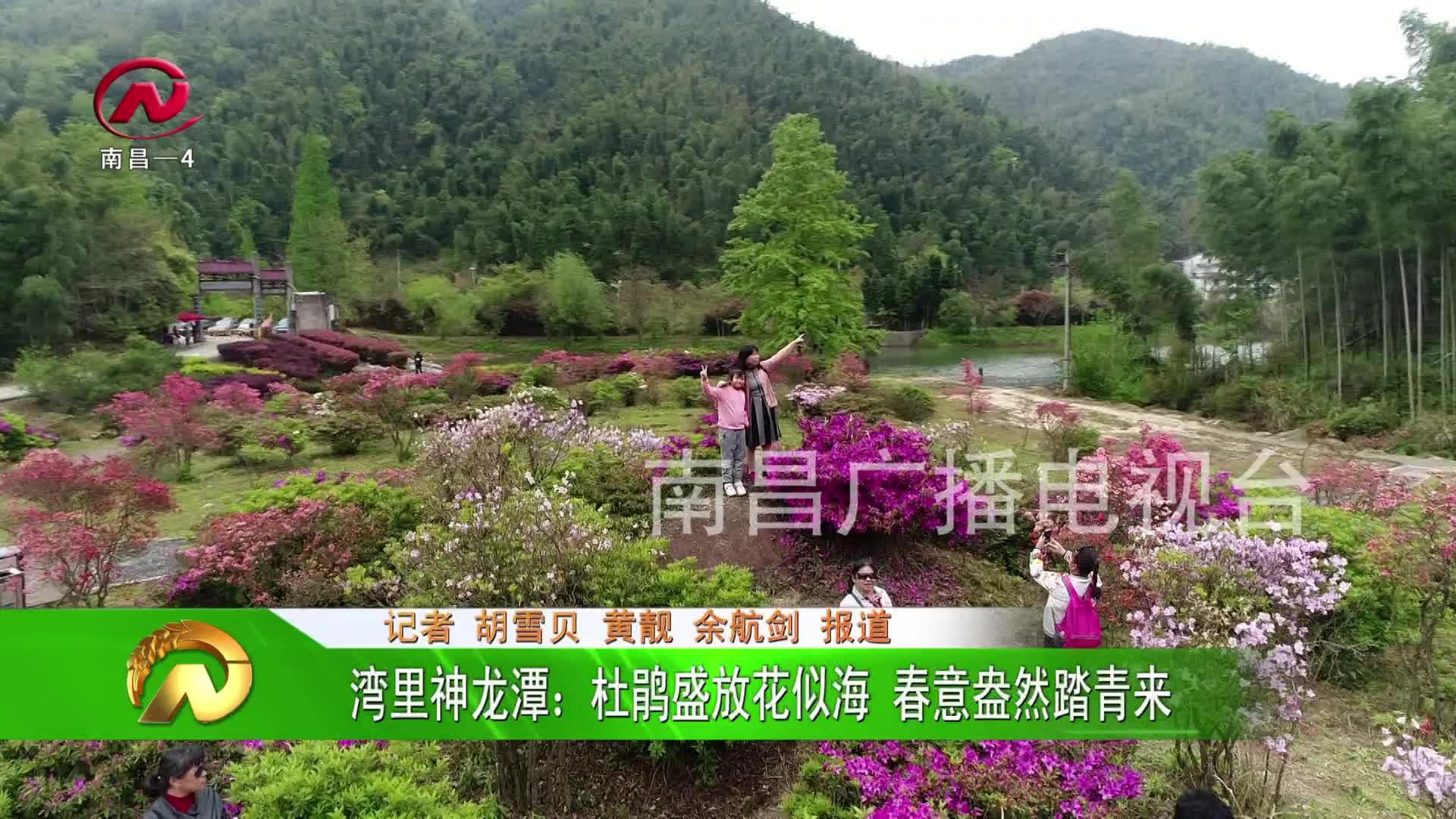 【豫章农视】杜鹃盛放花似海 春意盎然踏青来