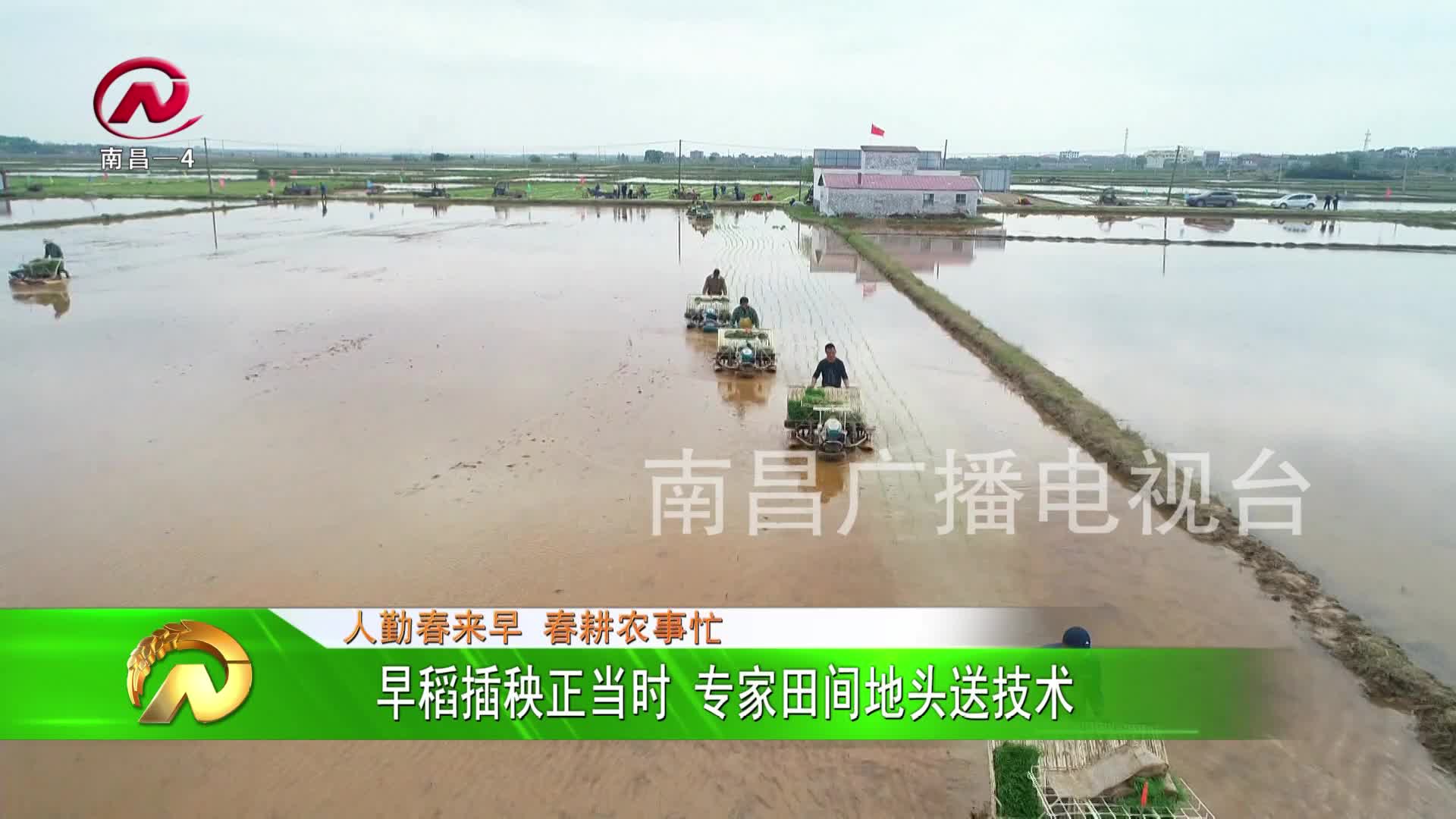 【豫章农视】早稻插秧正当时 专家田间地头送技术