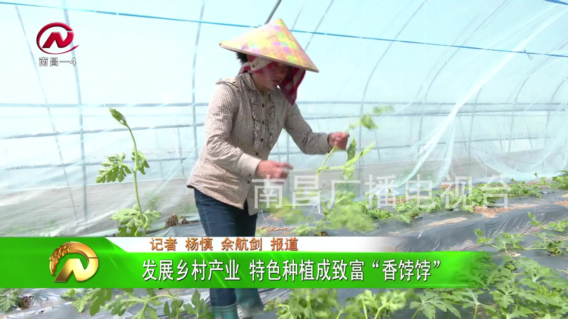 【豫章农视】发展乡村产业  特色种植成致富“香饽饽”