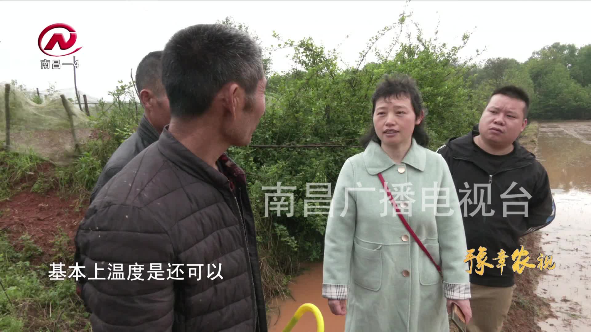 【豫章农视】农技专家一线指导农户助力恢复生产