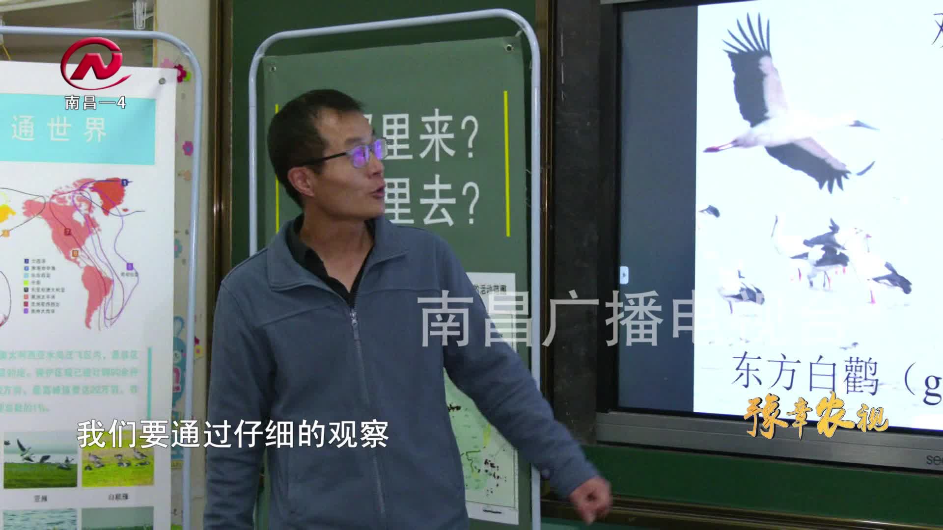 【豫章农视】呵护候鸟 争做爱鸟护鸟小卫士