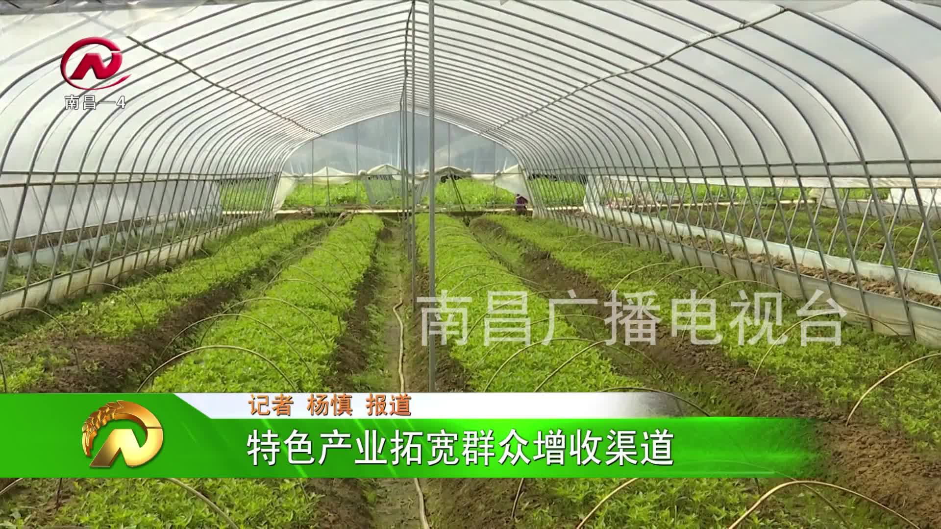 【豫章农视】特色产业拓宽群众增收渠道