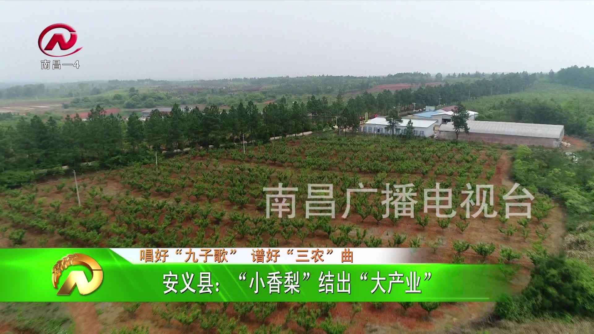 【豫章农视】安义县：“小香梨”结出“大产业”