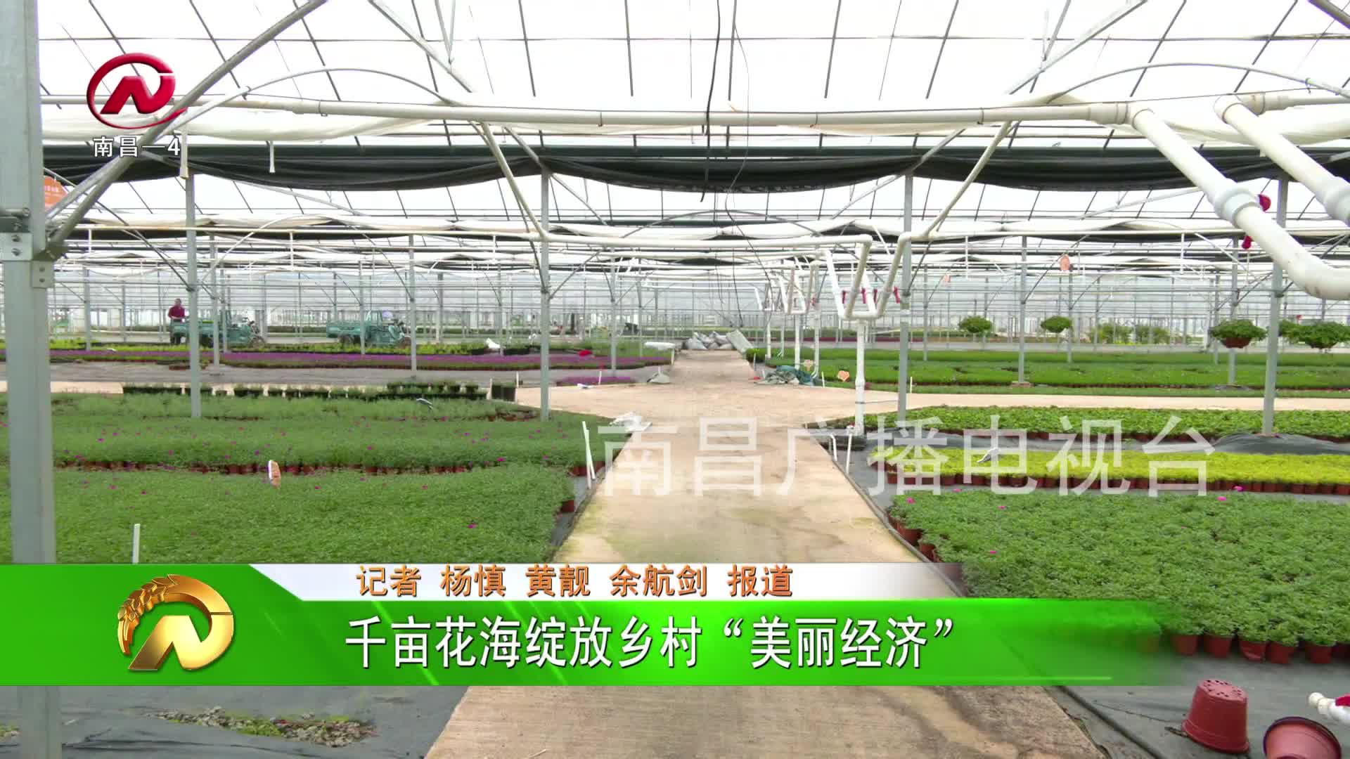 【豫章农视】安义县：千亩花海绽放乡村“美丽经济”