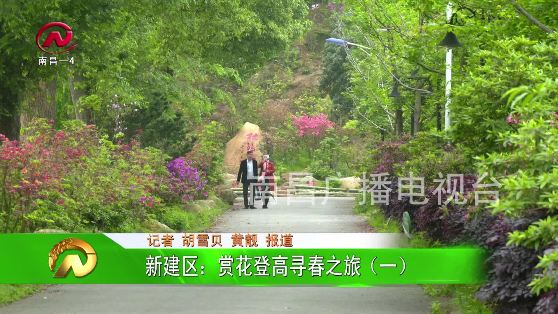【豫章农视】新建区：赏花登高寻春之旅（一）