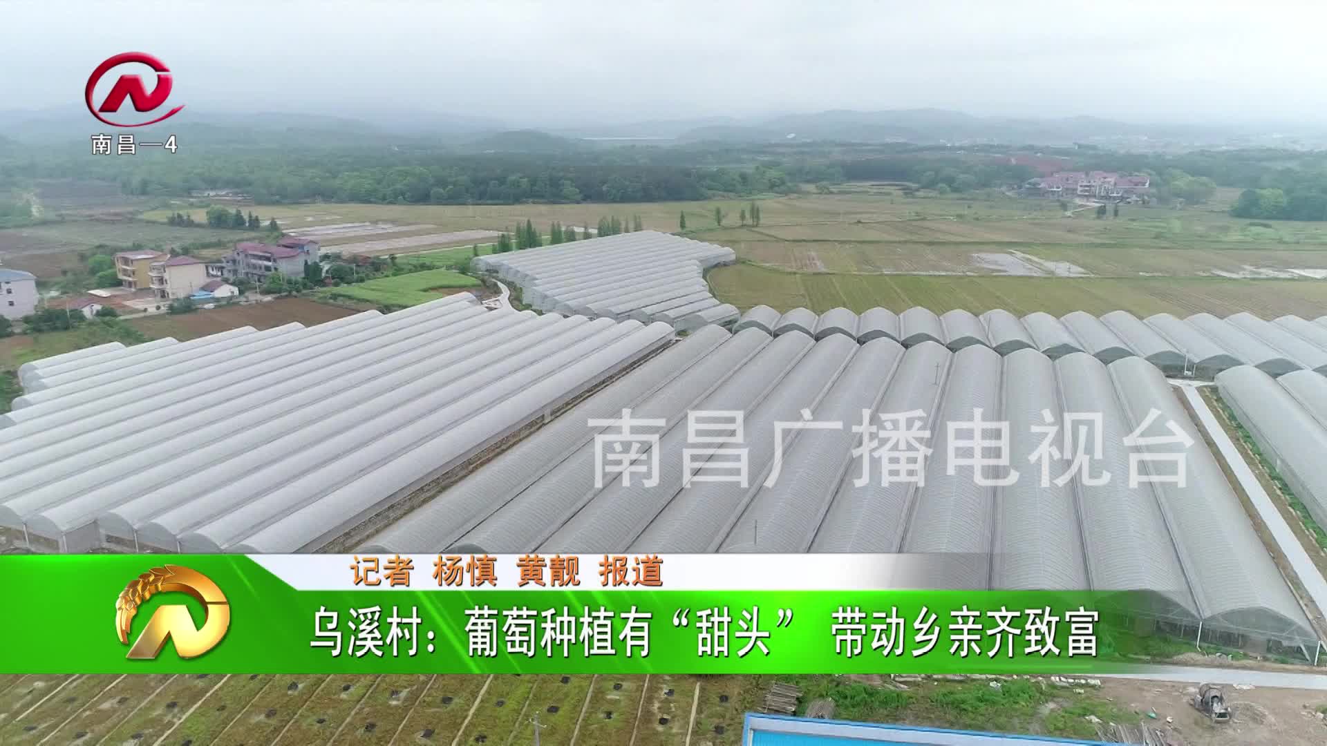 【豫章农视】乌溪村：葡萄种植有“甜头” 带动乡亲齐致富