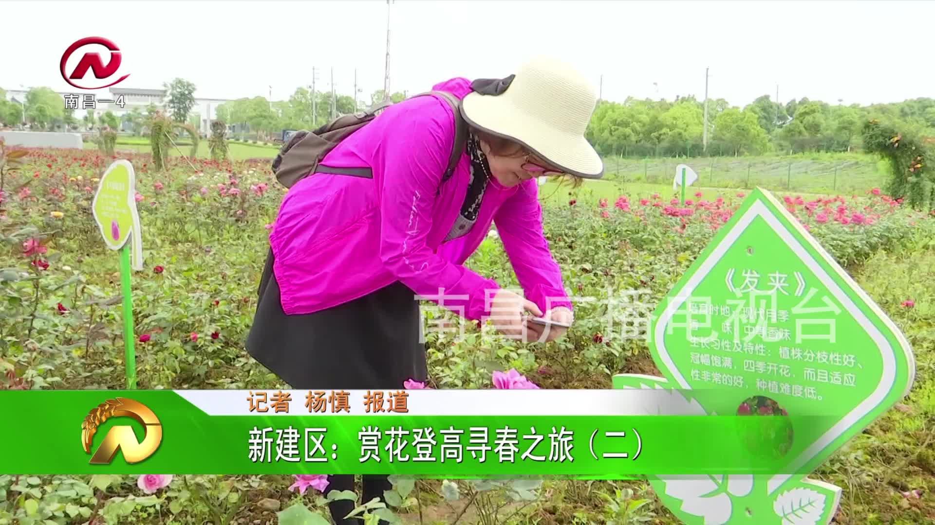 【豫章农视】新建区：赏花登高寻春之旅（二）