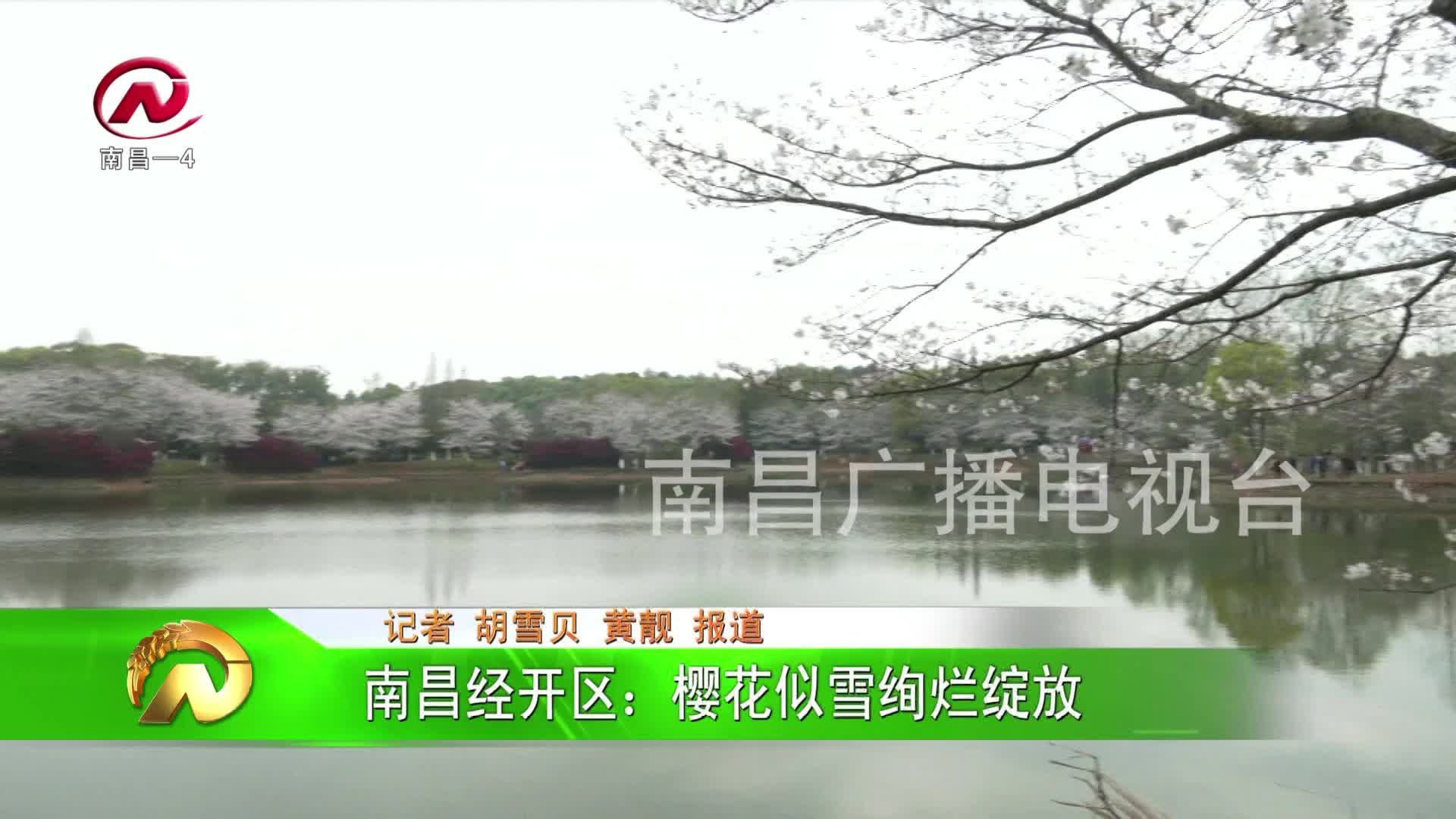 【豫章农视】经开区：樱花似雪绚烂绽放