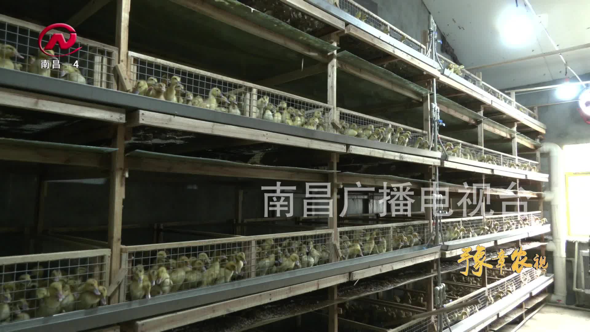 【豫章农视】培育壮大农业产业集群  实现村强民富