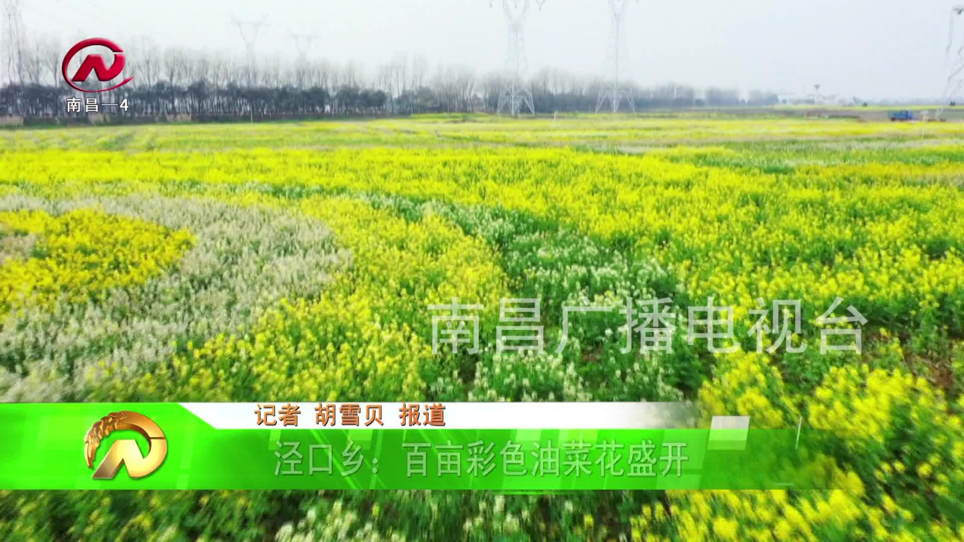 【豫章农视】泾口乡：百亩彩色油菜花盛开