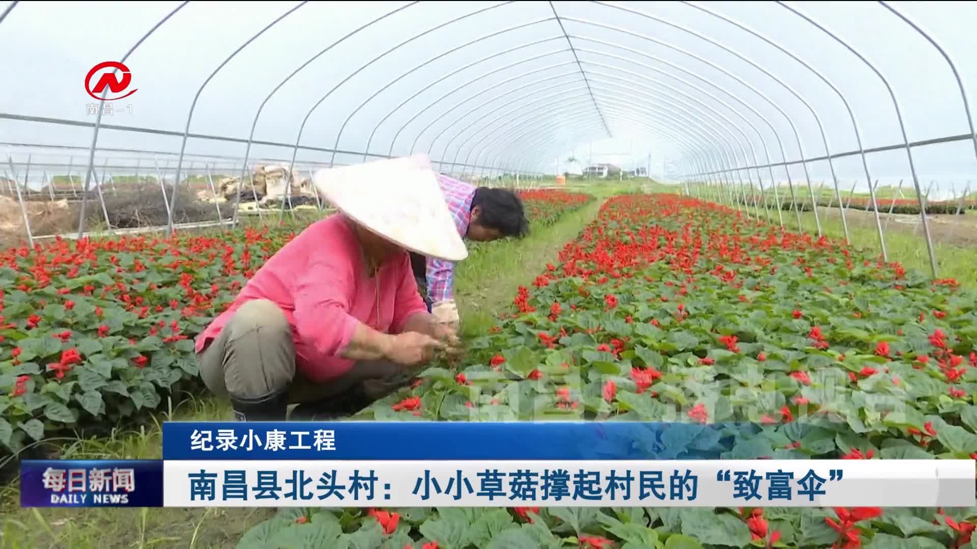南昌县北头村：小小草菇撑起村民的“致富伞”