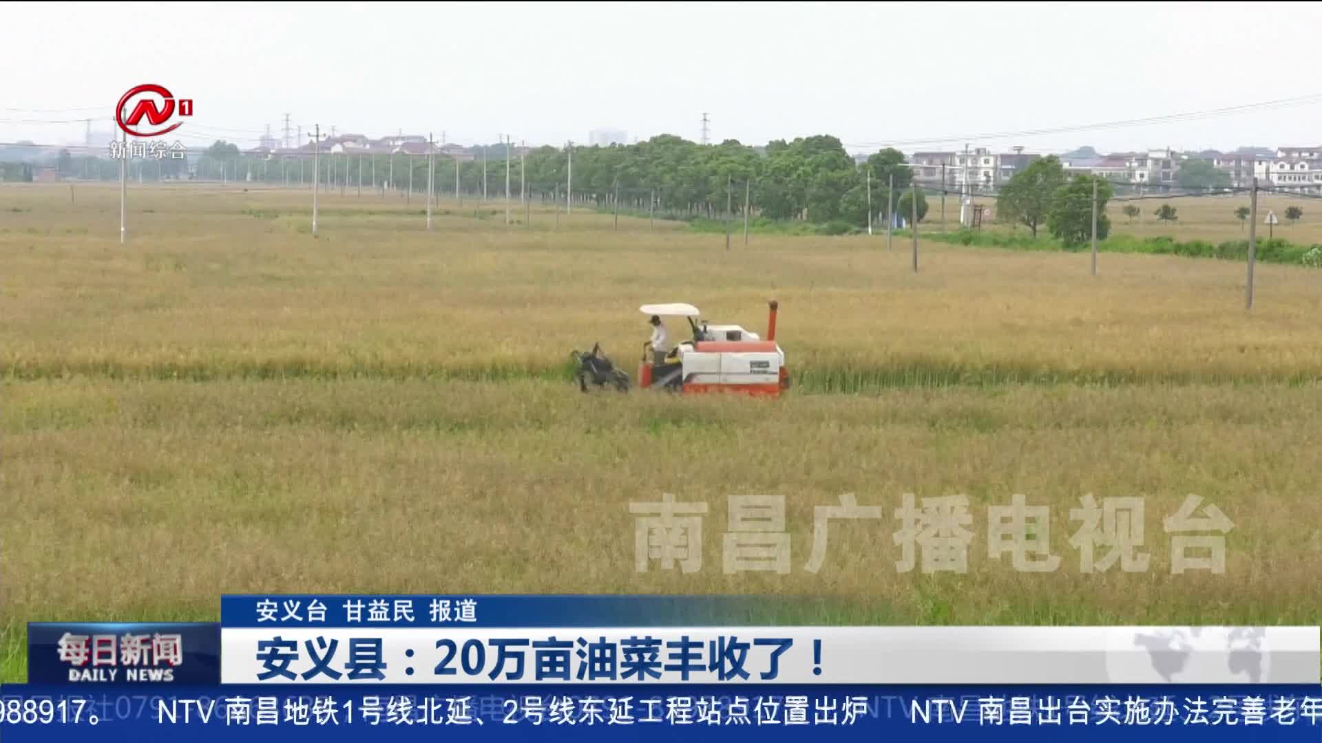 安义县：20万亩油菜丰收了！