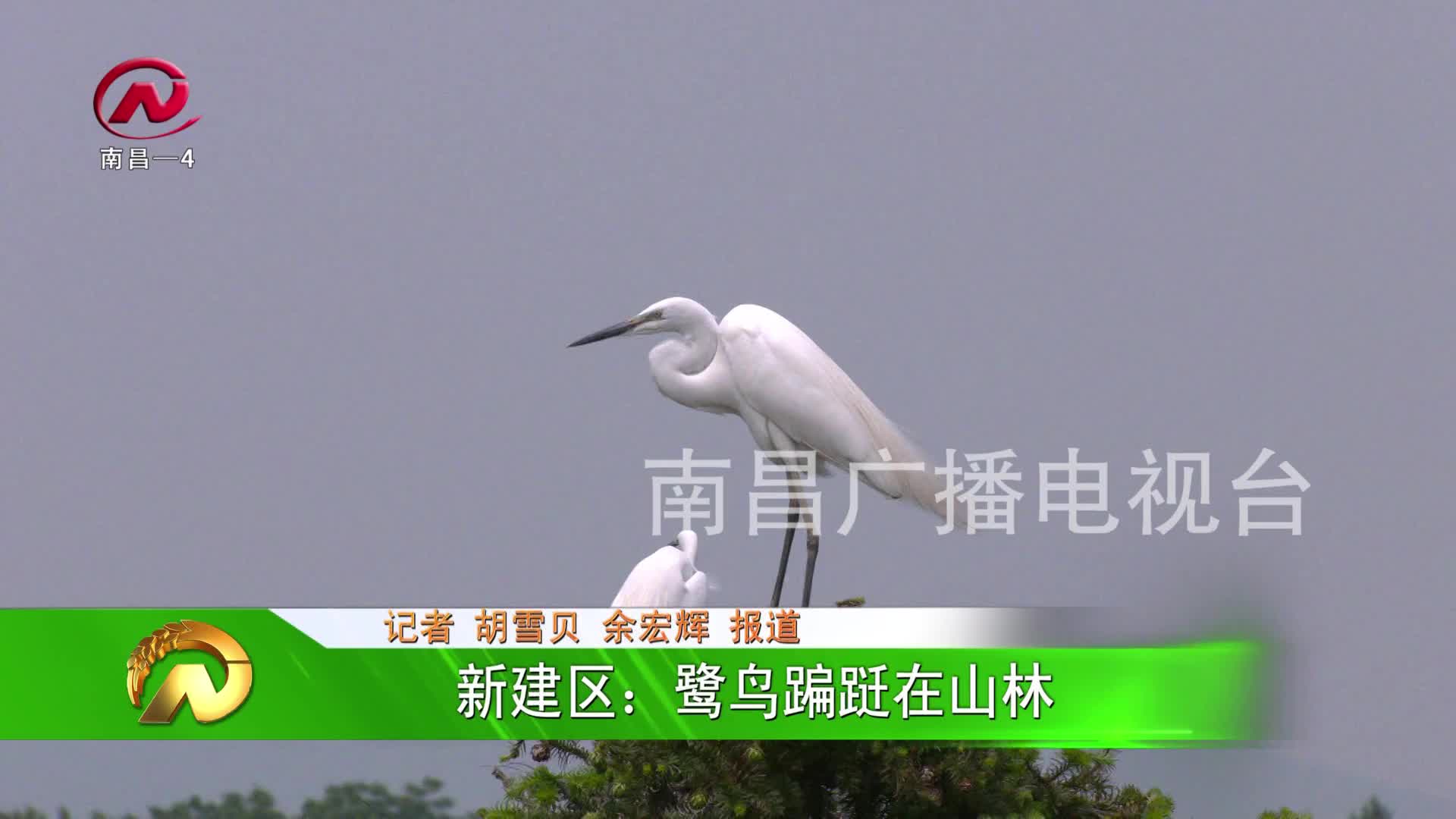 【豫章农视】新建区：鹭鸟蹁跹在山林