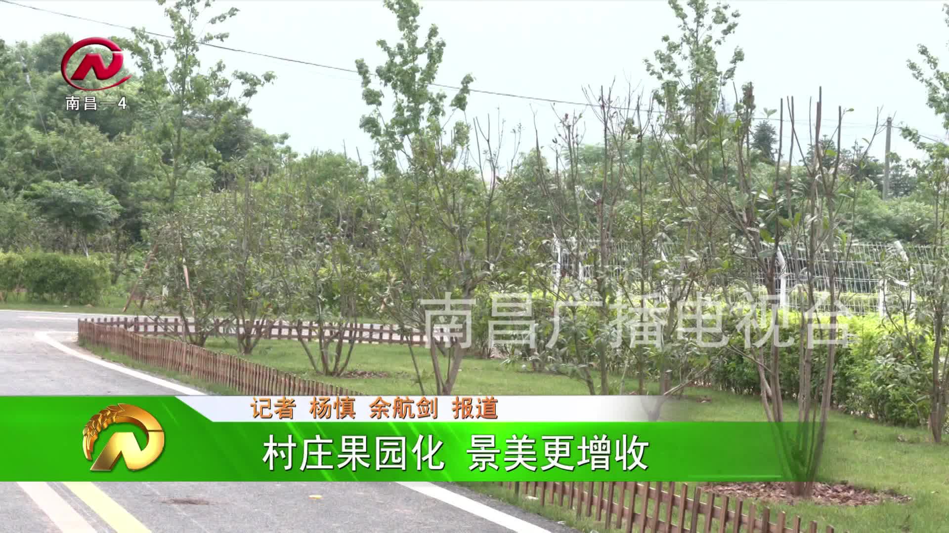 【豫章农视】村庄果园化 景美更增收