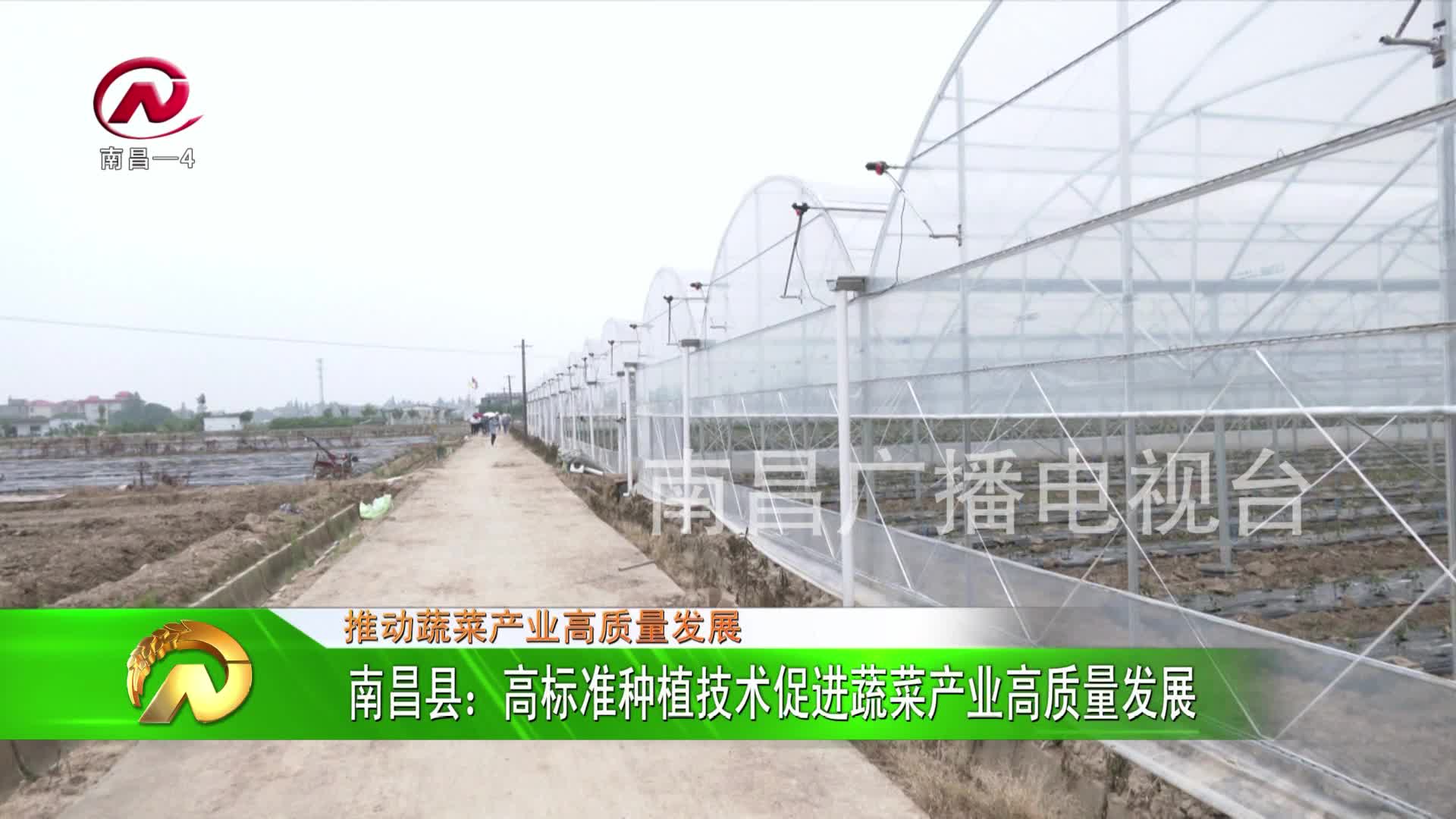 【豫章农视】南昌县：高标准种植技术促进蔬菜产业高质量发展