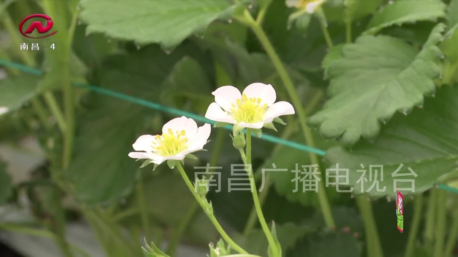 乡约百村园 2021-05-19