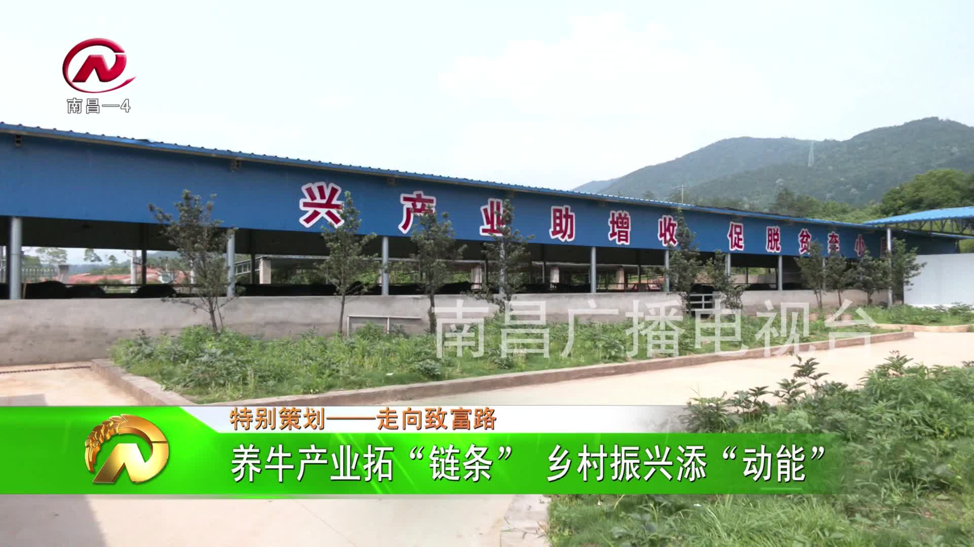 【豫章农视】养牛产业拓“链条” 乡村振兴添“动能”