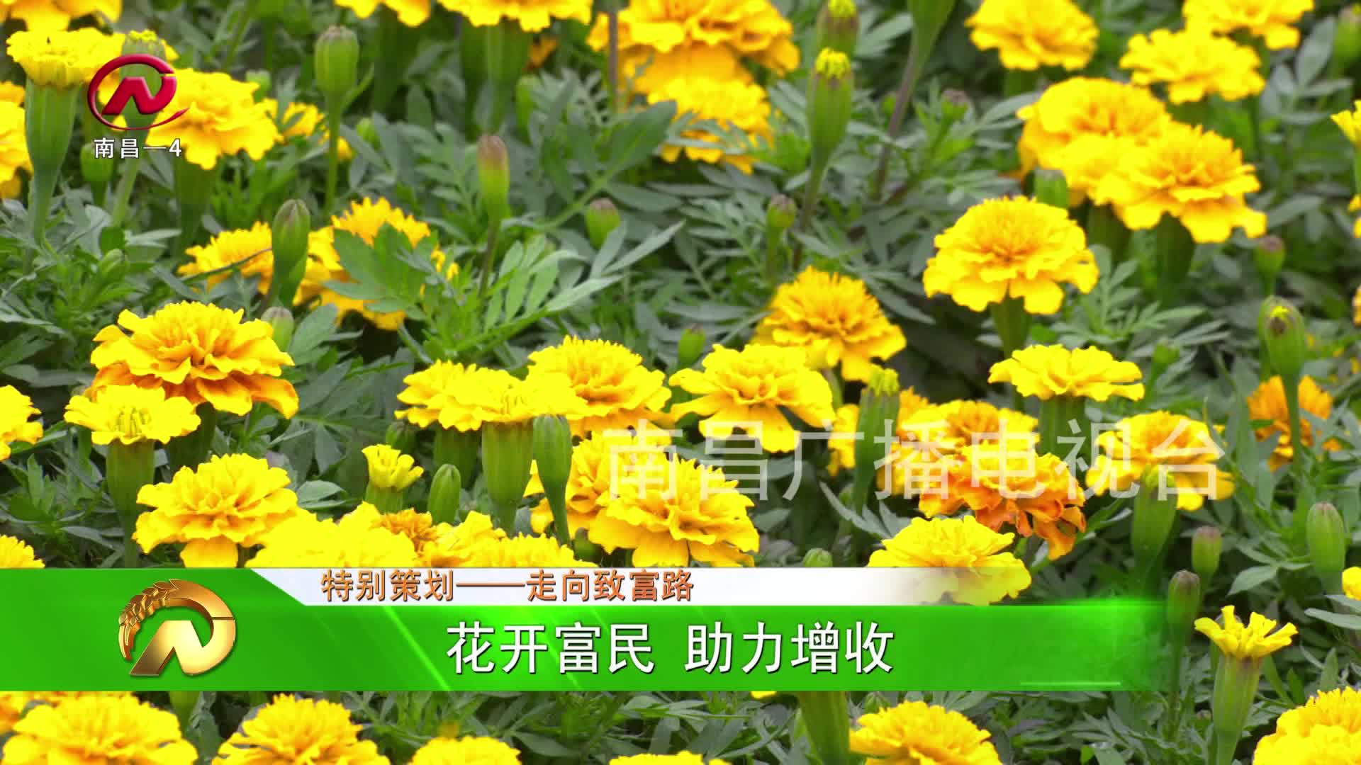 【豫章农视】花开富民 助力增收