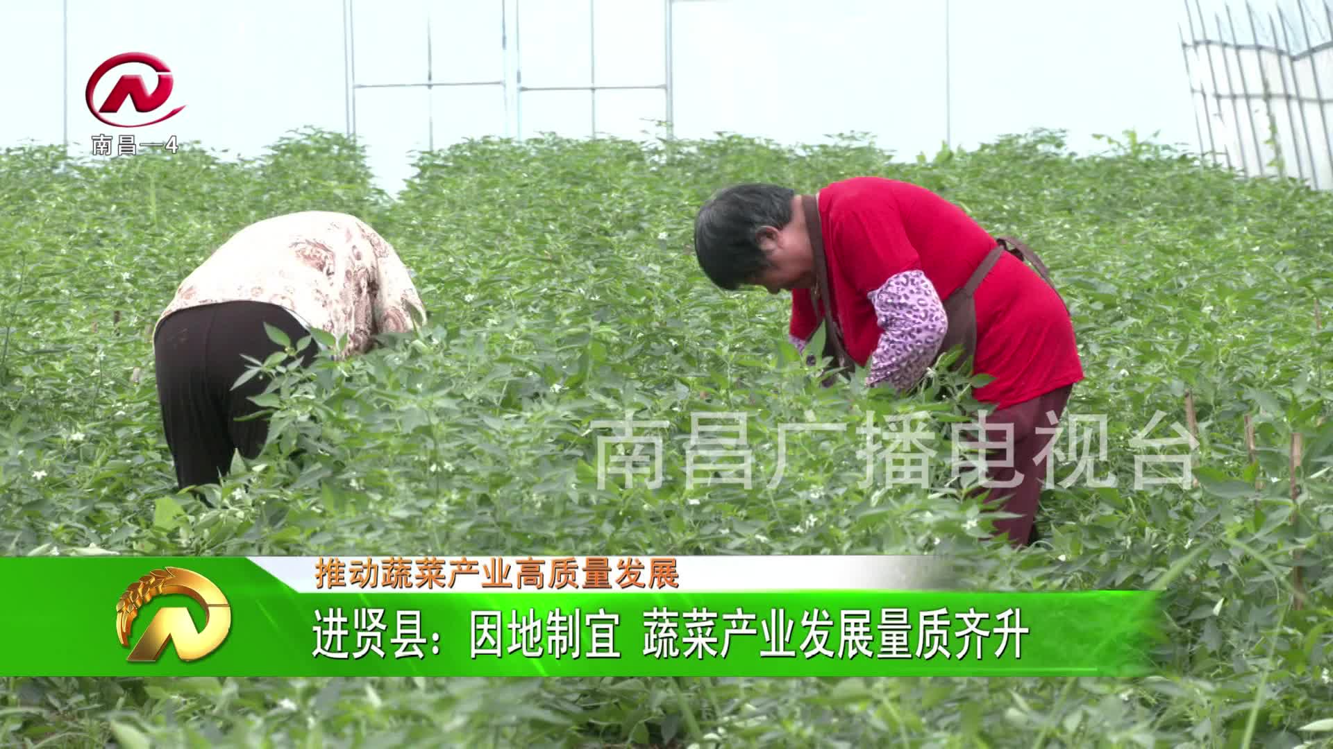 【豫章农视】进贤县：因地制宜 蔬菜产业发展量质齐升