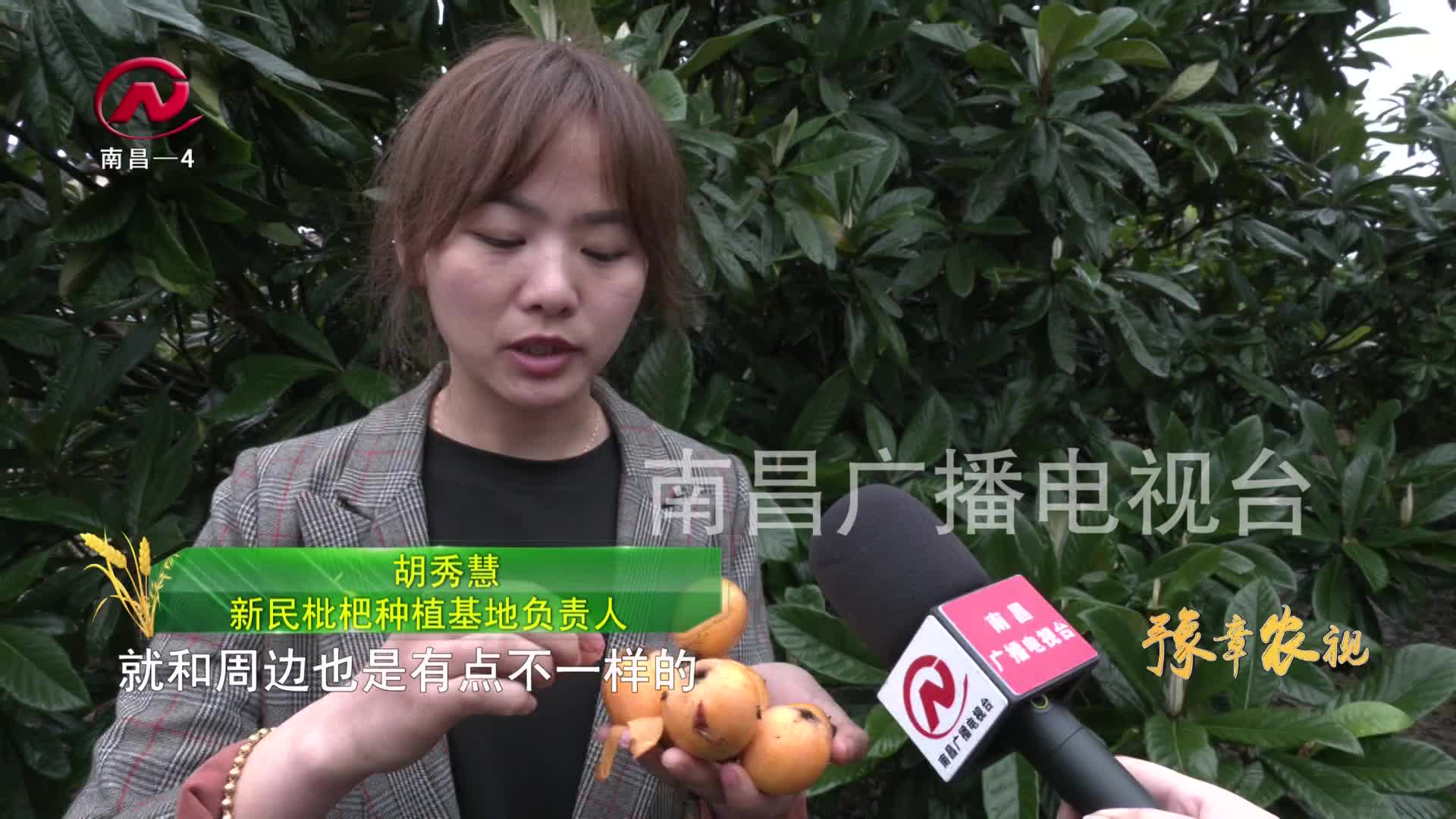 【豫章农视】新民乡：百果飘香 用果篮子端出乡村振兴