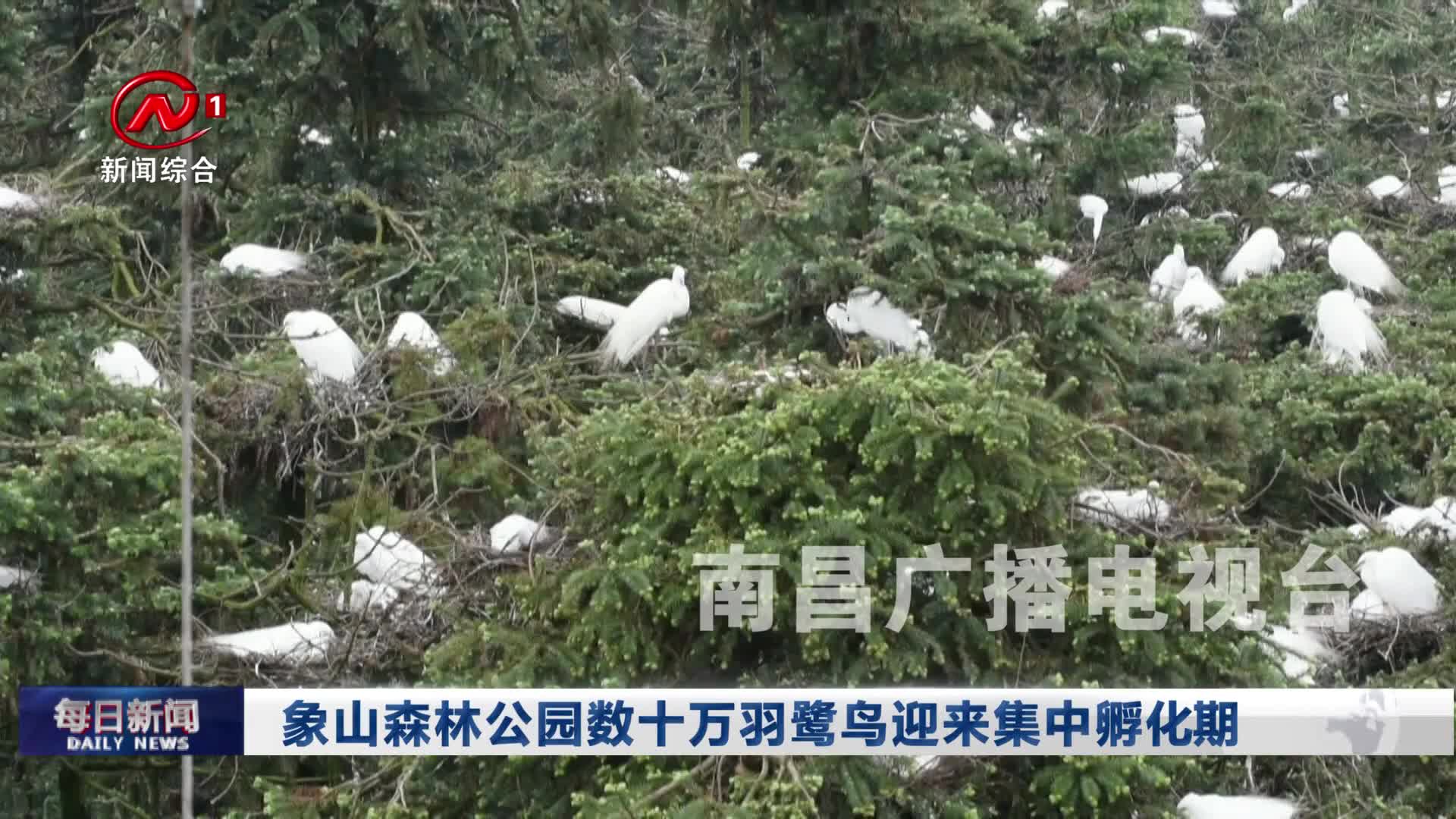 象山森林公园数十万羽鹭鸟迎来集中孵化期