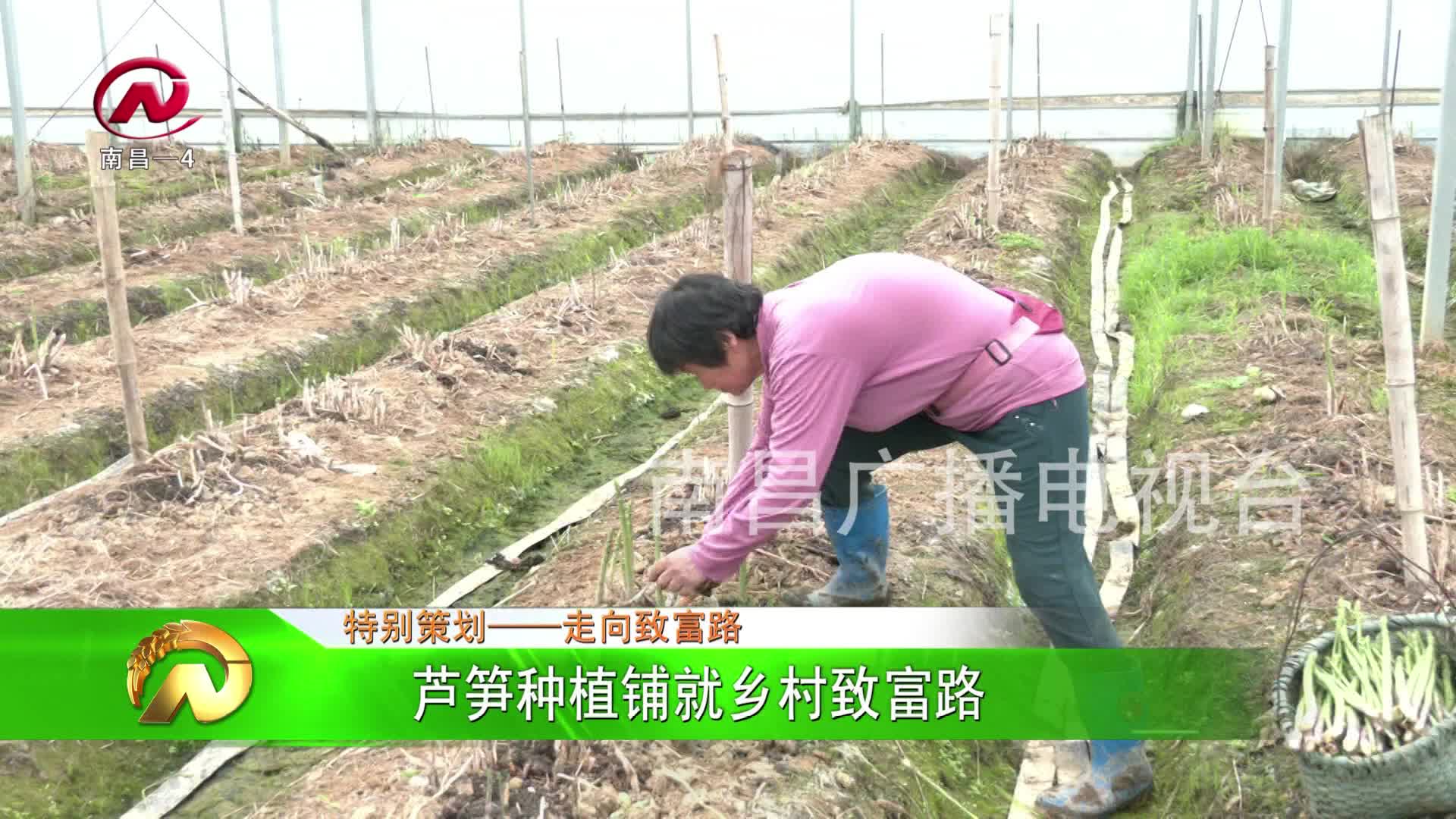 【豫章农视】芦笋种植铺就乡村致富路