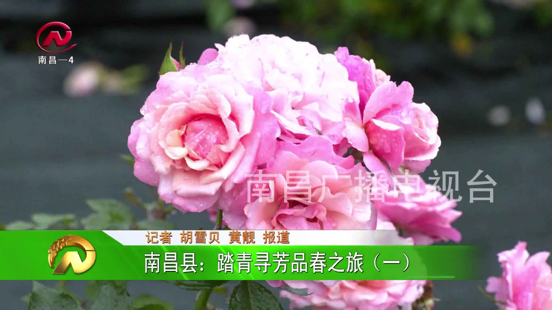 【豫章农视】南昌县：踏青寻芳品春之旅（一）