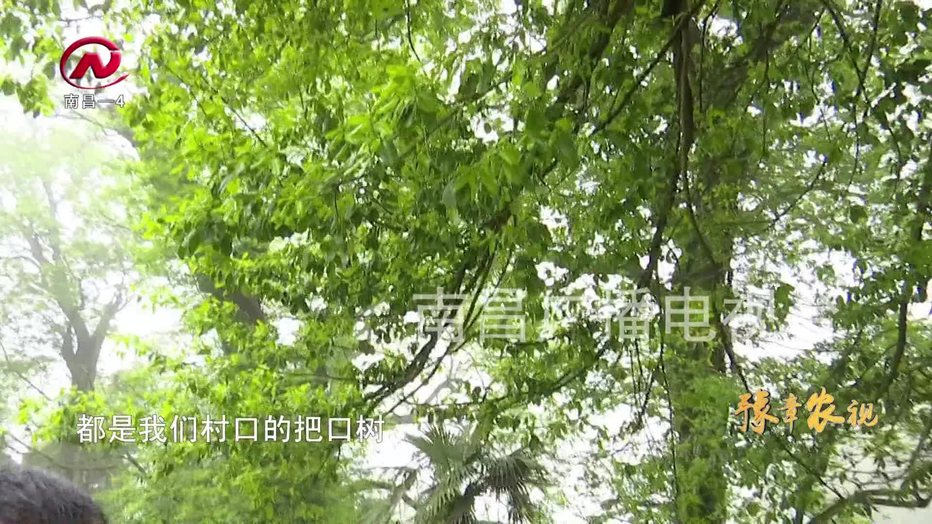 【豫章农视】湾里276株古树名木增设电子“身份证”