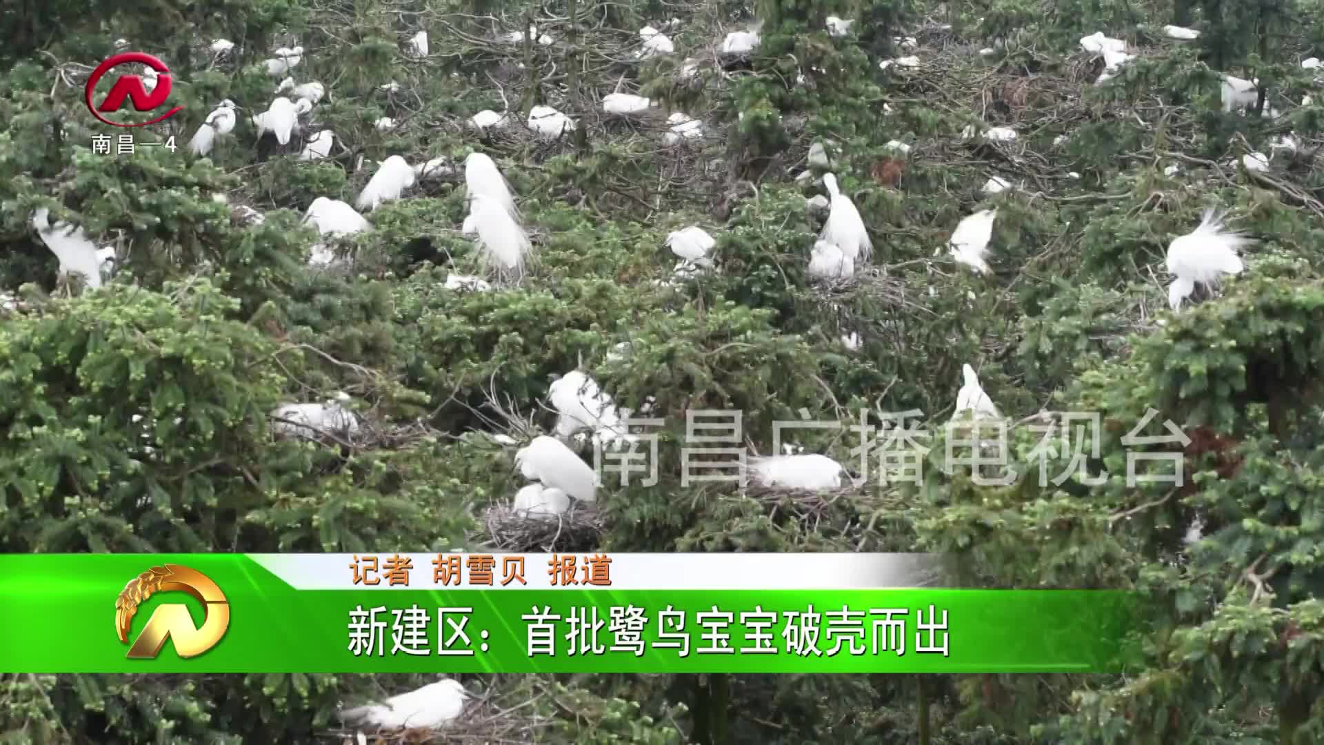 【豫章农视】新建区：首批鹭鸟宝宝破壳而出