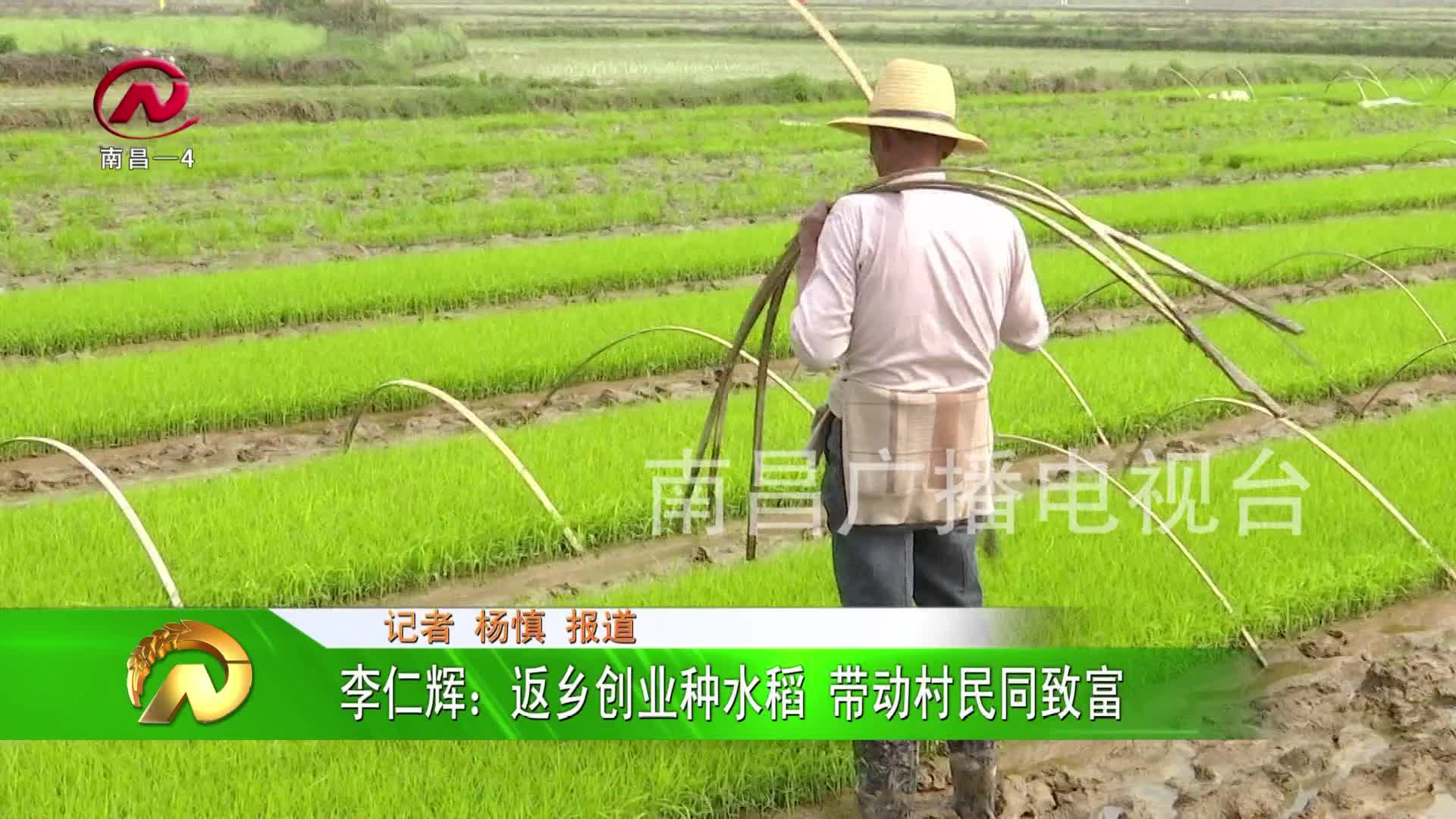 【豫章农视】李仁辉：返乡创业种水稻 带动村民同致富