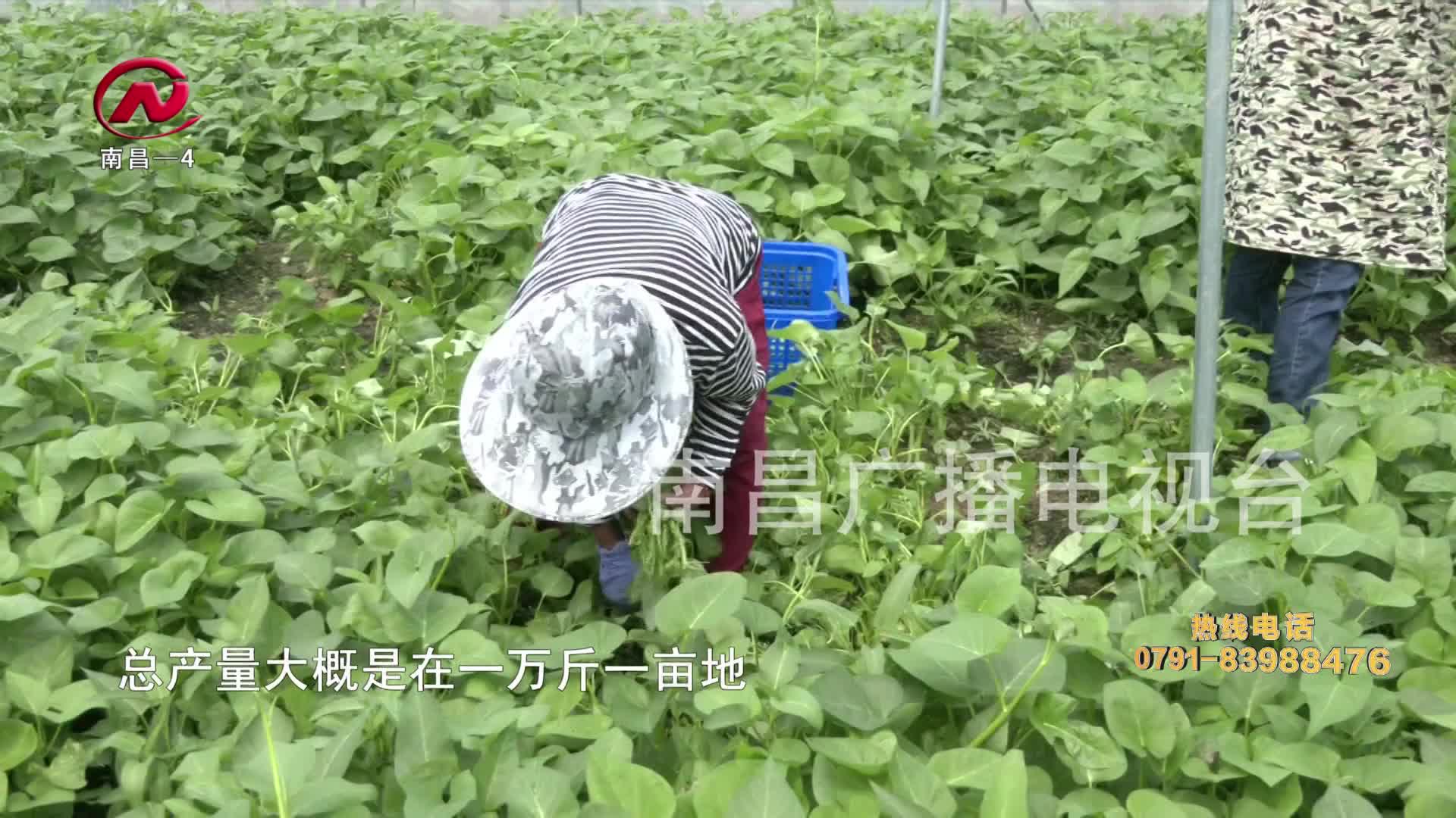 【豫章农视】推进转型升级 全面提升蔬菜产业发展实力